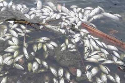 В озере на Брянщине случилась массовая гибель рыбы