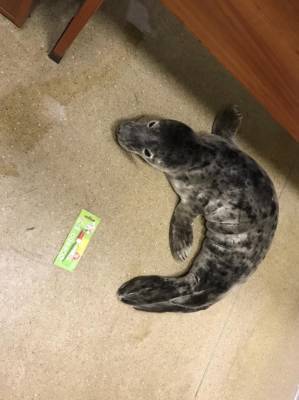 В Ленобласти нашли истощенного детеныша серого тюленя — видео