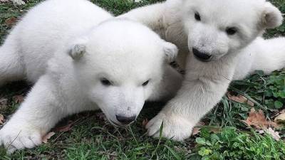 В Сафари-парке Геленджика белым медвежатам выбрали имена