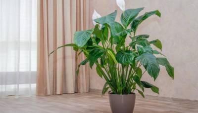 Зеленые сожители: 10 комнатных растений, о пользе и вреде которых стоит знать