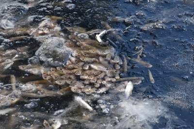 Челябинские рыбаки опасаются массового замора рыбы