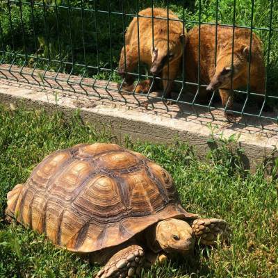 День смеха: из Одесского зоопарка "сбежали" черепахи (видео)
