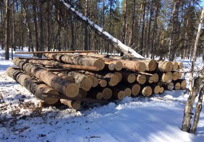 В Киришском районе компания незаконно вырубила более 400 кубометров леса