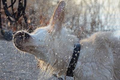 Спасатели вытащили провалившуюся под лед собаку в Новой Москве