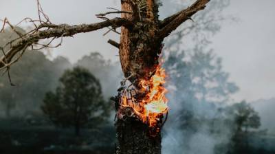 МЧС назвало находящиеся в зоне риска лесных пожаров районы Воронежской области