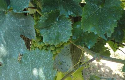 Опрыскивание винограда бордосской жидкостью: осенью, весной, летом