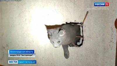 В Ленобласти котенка спасли из вентиляционной шахты и приютили