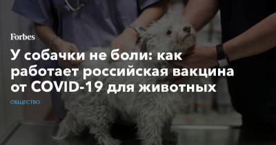 У собачки не боли: как работает российская вакцина от COVID-19 для животных