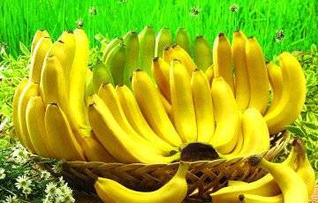 Медики выяснили, какие бананы лучше есть — желтые или зеленые
