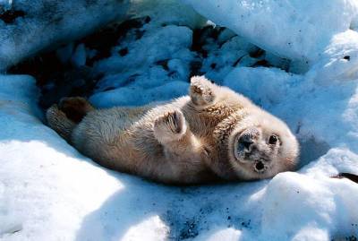 В Финском заливе спасли детеныша серого тюленя