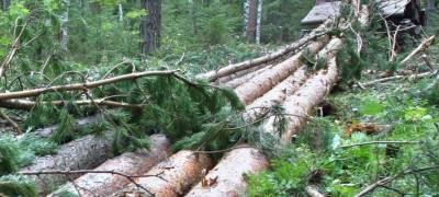 Незаконные рубки леса вывели Карелию в число "передовиков" Северо-Запада