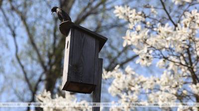 В Витебской области к Международному дню птиц установили около 2,8 тыс. домиков для пернатых