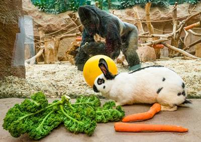 В Пражском зоопарке кроликам поручили развлекать горилл: видео