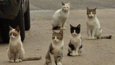 Коты-каннибалы поедали друг друга из-за смерти хозяйки в Тверской области