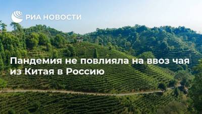 Пандемия не повлияла на ввоз чая из Китая в Россию