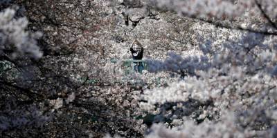 Вишневый цвет. В Японии рано зацвели сакуры, установив новый рекорд за последние 1200 лет — фоторепортаж
