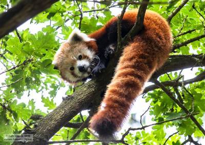 Как в Чехии ловили сбежавшую из зоопарка красную панду: фото
