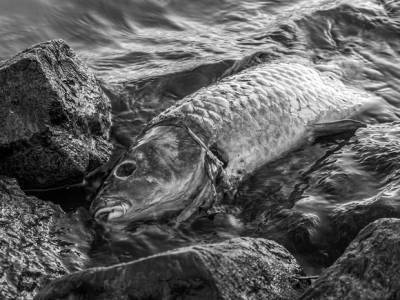 В брянском озере массово погибла рыба