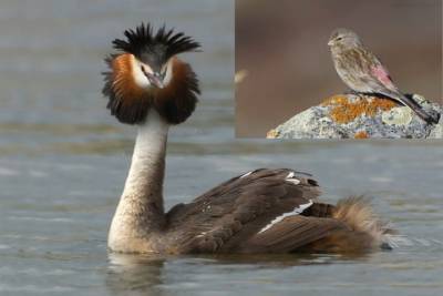 На территории заполярного заповедника зарегистрирован 241 вид птиц