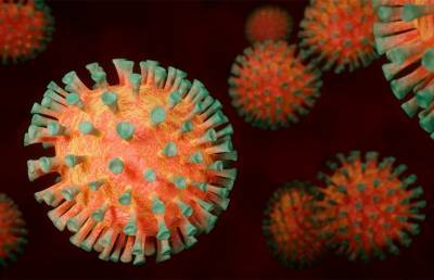 В грибах нашли вещества, способные убить коронавирус – исследование