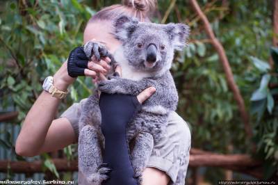 В Астрахани ищут специалиста по обучению коал на дому