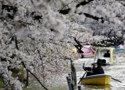 В Японии цветение сакур началось аномально рано