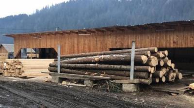 Обнаружена масштабная схема нелегального экспорта древесины – СБУ