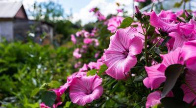 Лаватера, хатьма или собачья роза - неприхотливый и красивый цветок для посева на дачу