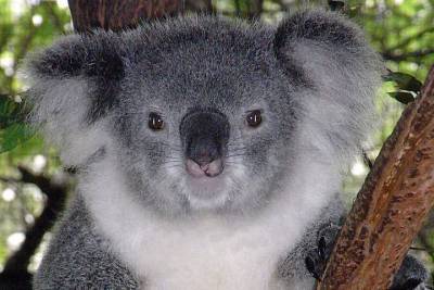 В Астрахани разыскивают специалиста по обучению коал на дому