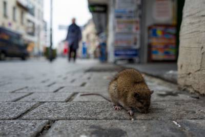 Антикрысиный апрель: в Костроме начинается ежегодная компания по дератизации