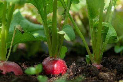 МК в Тамбове советует: в апреле в теплице можно посадить редис и зелень