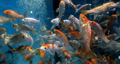 Люди и рыбы - пять совпадений: из области научных сенсаций