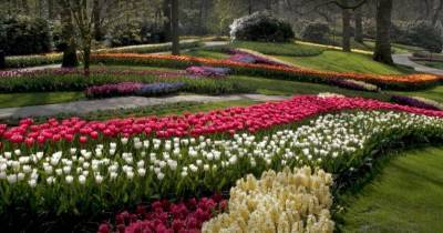 ВИДЕО. Знаменитый сад Кёкенхоф в Нидерландах опубликовал великолепные видео-туры по своей территории