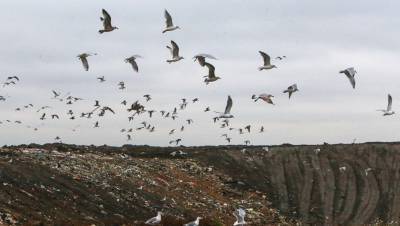 Власти Карелии отказались от строительства мусорного полигона в Сегеже