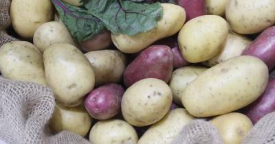 Убивает, лечит и заменит пластик: какие тайны скрывает картофель
