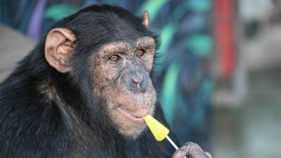 Эволюция продолжается: шимпанзе продает билеты в зоопарк Новосибирска