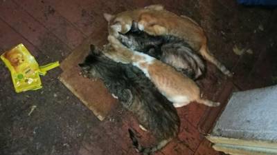 Ели, чтобы выжить: в Тверской области волонтеры обнаружили 20 кошек и тело женщины