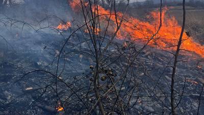Пожароопасный сезон-2021: к чему готов и чего опасается Севастополь