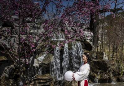 В китайском городе начался фестиваль цветения сакуры (ФОТО)