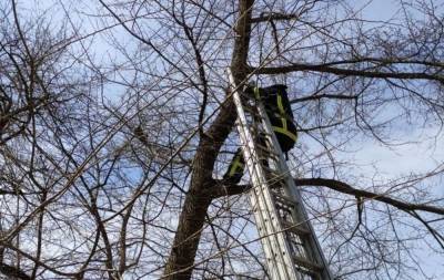 Пожарные спасли "кота-маугли", который застрял на дереве