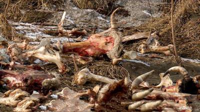 Нелегальный скотомогильник: трупы животных обнаружили на берегу Енисея