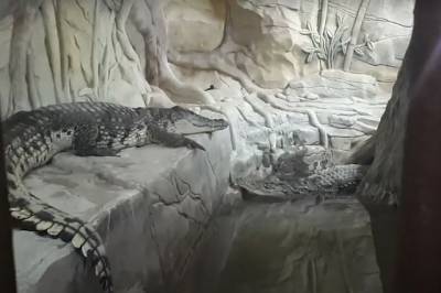 СК выложил видео с личным зоопарком мужчины, устроившего стрельбу в Мытищах