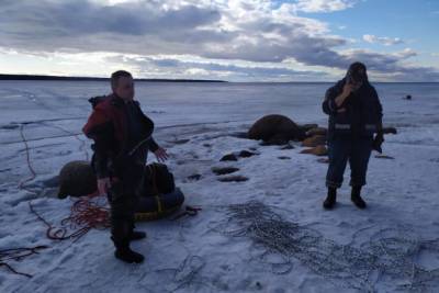 Двоих рыбаков, застрявших в Финском заливе, пришлось вызволять спасателям