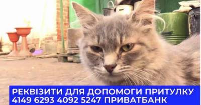 Более 200 кошек и собак из приюта в Донецкой области нуждаются в помощи: как приобщиться