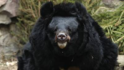 В Московском зоопарке гималайская медведица умерла во время спячки