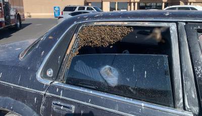 Мужчина вышел из магазина и обнаружил на заднем сидении машины 15 тыс. пчел