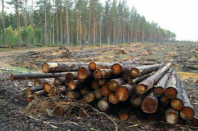На восстановление лесов бизнесу предлагается дать три года