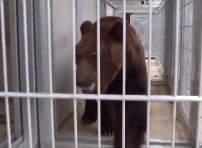 Госэкоинспекция изымет медведя бурого, который незаконно содержится в неволе