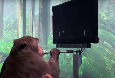 Американская фирма показала, как обезьяна играет в компьютерную игру силой мысли