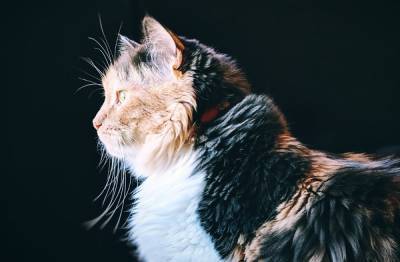 Ученые объяснили, почему кошки не накажут обидчика своего хозяина
